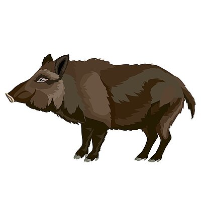 Battue administrative - samedi 21 février 2026