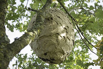 Piégeage de printemps 2026 : action collective contre le frelon asiatique pour protéger pollinisateurs et habitants