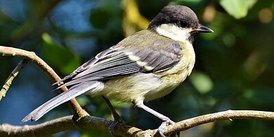 Les oiseaux font leur nid : ne taillez pas vos haies, n’élaguez pas vos arbres