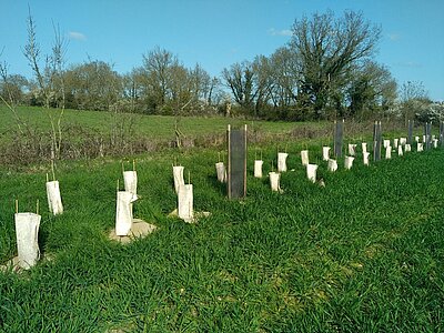 Plantation des haies bocagères - COMPA
